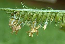 Image result for Dactyloctenium geminatum