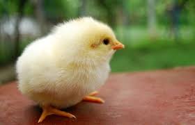 Fantastis 12 Gambar Kartun Ayam Sabung Berbagai Gambar Ayam Di Indonesia Daftar Sabung Ayam S128 Togel212 Cara Bermain Sabung A Gambar Kartun Kartun Gambar