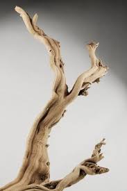 Birch Branches For Sale Near Me Natural Ghostwood Branches Sanded 10 14 In Driftwood Decor Driftwood Crafts Driftwood Art