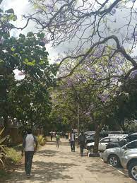 Reminiscing On The Serenity Of Kenya Lightfunc Lighting Travel Tbt Trees Sky Architecture Nairobi Photograp Lighting Consultant Design Architecture