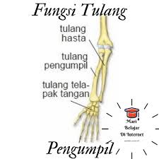 Fungsi tulang telapak kaki adalah sebagai pijakan saat tubuh dalam posisi berdiri atau berjalan agar seimbang. Fungsi Tulang Telapak Kaki Struktur Gejala Penyakit Dan Fungsi Utama