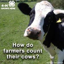 Terry Bedard On Twitter 4h With A Cow Culator Twitter