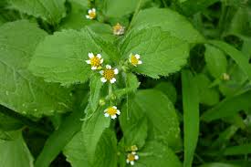 Image result for Galinsoga parviflora