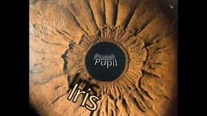 Image result for Pupil