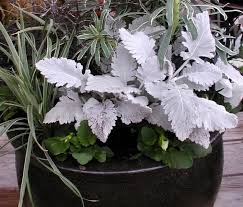 Homemydesign.com is inspiration home design, interior, bedroom, living room, kitchen, furniture, decorating, garden and get reference ideas for your home. Refreshing Containers At Portland Nursery And Garden Center