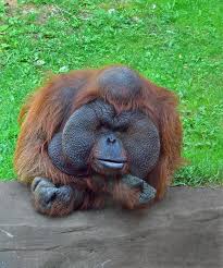 Faith Com Inspiring Videos That Foster Faith In Our Daily Lives Funny Looking Animals Funny Animal Photos Orangutan