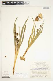 Image result for Dipcadi viride