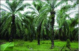 Image result for Elaeis guineensis