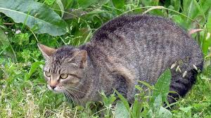 We helped neuter carol's outdoor cats in 2002 (all of them were offspring of cats abandoned on her property), so luckily we are there to help when new cats appear in her life. How Do I Keep Cats Away From My Yard And Off My Property Dengarden