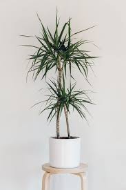 Your best bet is probably to consider the shade plants listed above. 10 Houseplants That Don T Need Sunlight Tips Inspiration Leedy Interiors