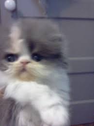 Our persian and himalayan kittens are available after they are 8 week old with their first shots and health guaranteed. Beautiful Extreme Persian Kittens For Sale In Beaverton Oregon Classified Americanlisted Com