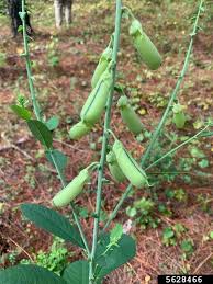 Image result for Crotalaria spectabilis