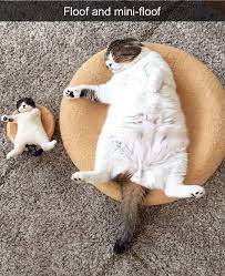 Cats On Catnip On Instagram A R T Chonk Fatcat Smol Kitten Kittens Kittensofinstagram Ki Funny Cat Photos Funny Cat Pictures Funny Animal Pictures