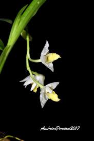 Image result for Polystachya virginea