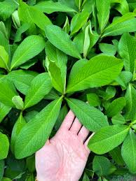 Image result for Euphorbia grantii