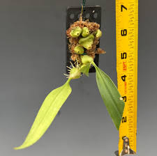 Image result for Bulbophyllum schinzianum