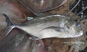 Simple recipe masakan dusun sabah: Carangids Trevallies Talk About Fish