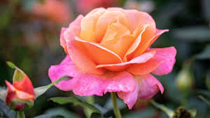 Image result for Rosa sp.