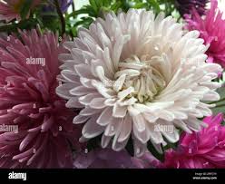 Image result for Maesobotrya floribunda