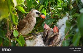 Easily browse through english vocabulary, listen the sentences or copy them. Mother Bird Feeding Image Photo Free Trial Bigstock