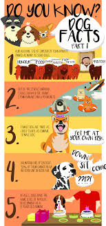 dogs facts interesting facts about dogs dog facts dog training videos pets