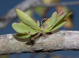 Image result for Actinanthella