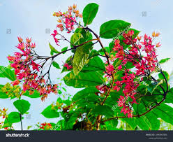 Image result for Clerodendrum umbellatum