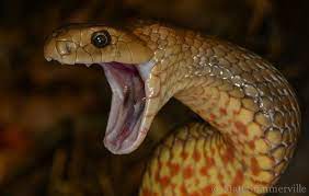 Find the perfect snake mouth open stock photos and editorial news pictures from getty images. The Eastern Brown Snake Pseudonaja Textilis Is Considered To Be The Second Most Venomous Snake In The World Its Venom Is A Hemotoxin A Venom That Affects The Blood And It Is