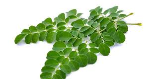 Daun kelor memiliki ukuran yang kecil, walau begitu daun kelor punya banyak manfaat kesehatan, bahkan banyak ilmuan menyebutnya sebagai pohon ajaib (miracle tree). 13 Manfaat Daun Kelor Ini Berguna Dan Baik Untuk Kesehatan