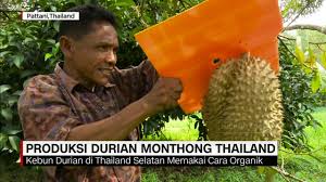 Information about montong durian including applications, recipes, nutritional value, taste, seasons monthong durians are available during thailand's hot season, with a peak harvest between april and. Produksi Durian Monthong Thailand Youtube