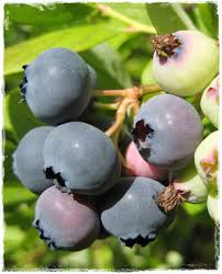 100 tage rückgaberecht und geld zurück garantie. Blueberry Conilopide O Neal Vaccinium Ashei Sale Plants Online Venditapiccolifrutti It