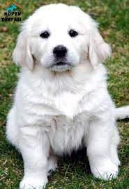 golden retriever yavru beyaz ile ilgili gorsel sonucu white golden retriever puppy retriever puppy golden retriever
