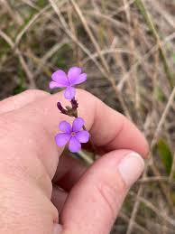 Image result for Buchnera