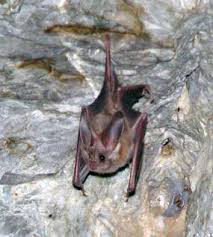California leaf-nosed bat - Wikipedia