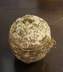 We did not find results for: Which End Of A Bulb Should Be Planted Up Bulb Blog Gardening Tips And Tricks Learn Planting Techniques Bulbs And Perennial Information