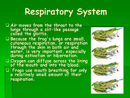 Amphibians Evolution Of Amphibians Amphibian Comes From The