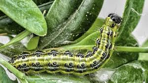 La Chenille De La Pyrale Du Buis A Refait Son Apparition Sur Le Bassin Du Puy Zoomdici