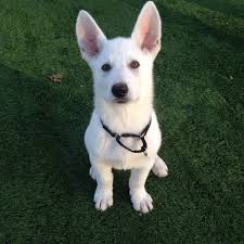 Black And White German Shepherd Mix Puppies My White German Shepered Casper At 2 And Half Months White Dogs White German Shepherd Gsd Puppies