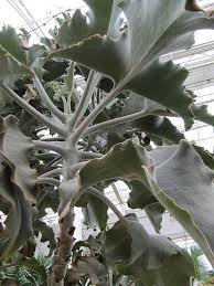 Pin On Plantas