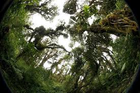 Bildergebnis für Urwald lianen