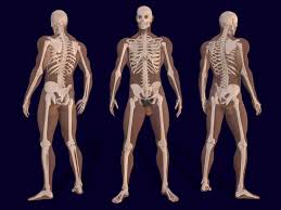 White background and red injury man body arm. File 3d Male Skeleton Anatomy Png Wikimedia Commons