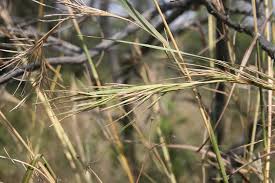 Image result for Hyperthelia dissoluta