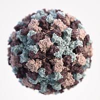 We would like to show you a description here but the site won't allow us. Dewiki I Norovirus I