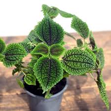 Image result for Pilea rivularis