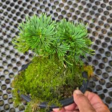 Image result for Selaginella soyauxii