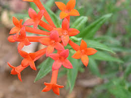 Image result for Bouvardia