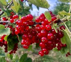 Image result for Metasphaeria diplodiella