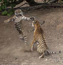 Tigress Strikes Incredible Dancing Pose As She Fights Off Young Male In 2021 Pet Tiger Animals Wild Tiger Pictures