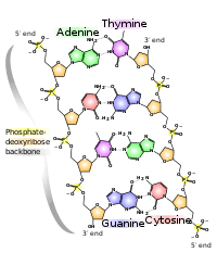 Molecular Models Of Dna Wikipedia