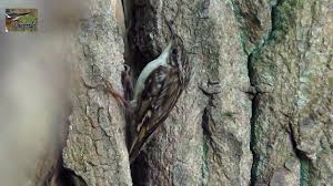 Short toed treecreeper, monthly listeners: Le Grimpereau Des Jardins Youtube